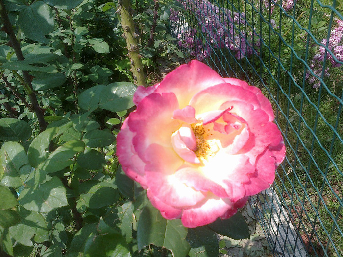 16.iunie 2011 trandafiri 042 - Emneraude d Ore