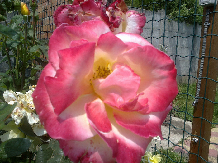 16.iunie 2011 trandafiri 045 - Emneraude d Ore