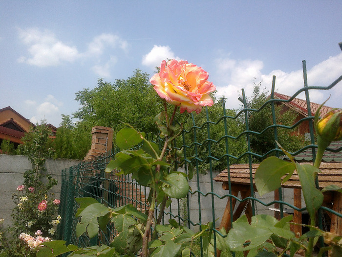 16.iunie 2011 trandafiri 044 - Emneraude d Ore