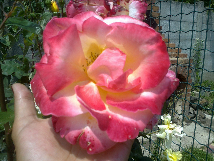16.iunie 2011 trandafiri 046 - Emneraude d Ore