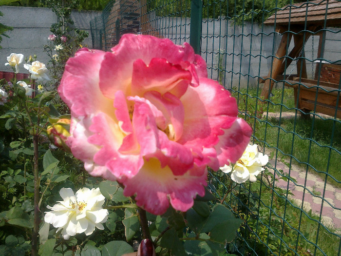 16.iunie 2011 trandafiri 043 - Emneraude d Ore