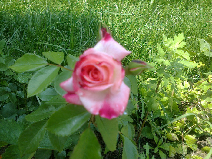 16.iunie 2011 primul bobocel - Trandafir Rosenstadt Freising