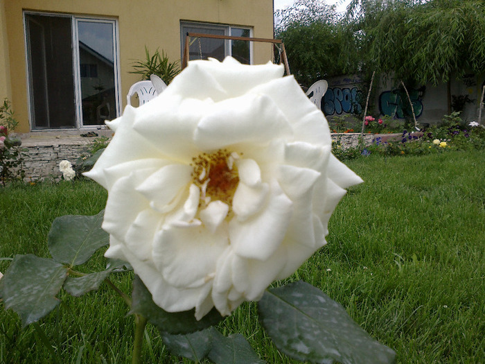 16.iunie 2011 trandafiri 007 - Trandafir necunoscut