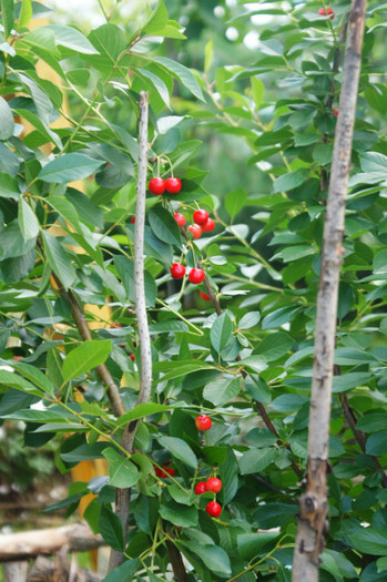 DSC02317 - Minuni la mijloc de iunie