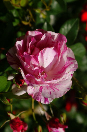 DSC02348 - Minuni la mijloc de iunie