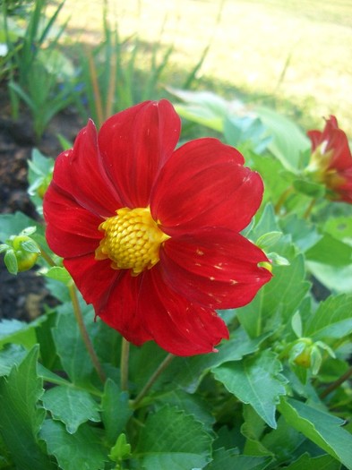 dahlia pitica - gradina 2011