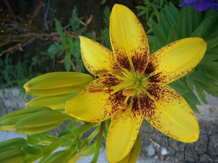 CIMG3776 - gradina 2011