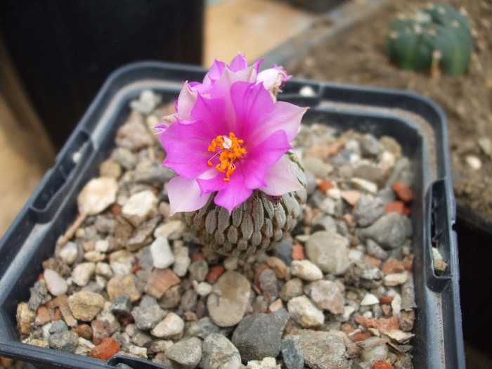 DSCF8176 - CACTUSI SI FLORI