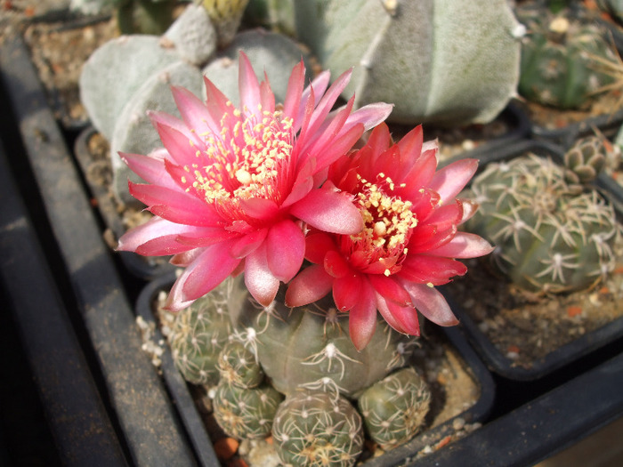 DSCF8196 - CACTUSI SI FLORI