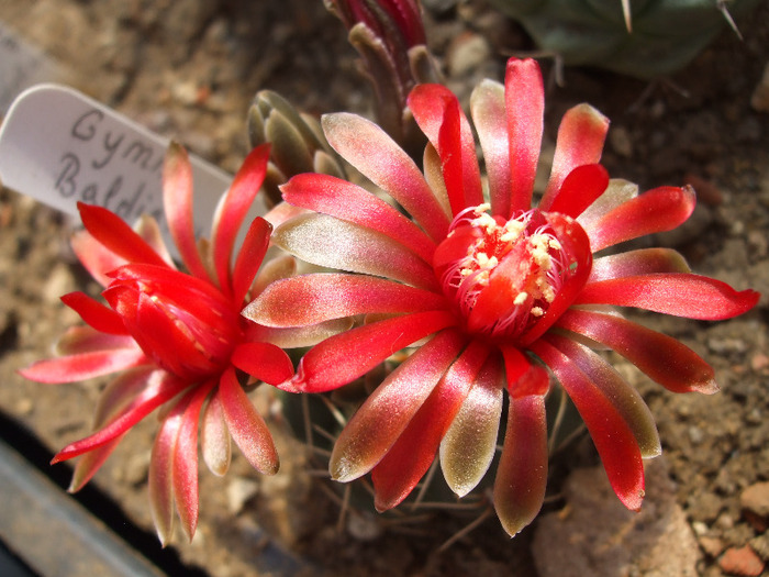 DSCF8200 - CACTUSI SI FLORI