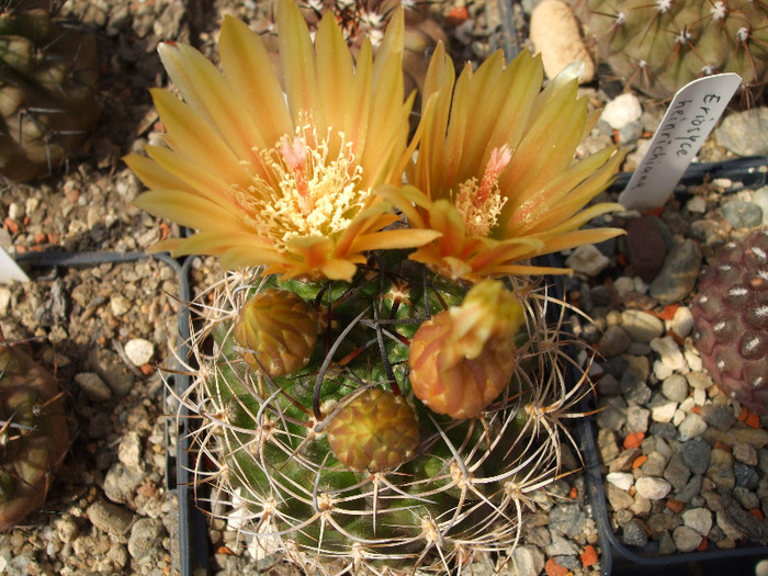 DSCF8203 - CACTUSI SI FLORI