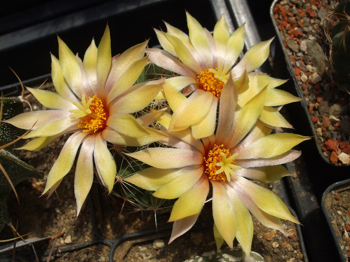 DSCF8253 - CACTUSI SI FLORI