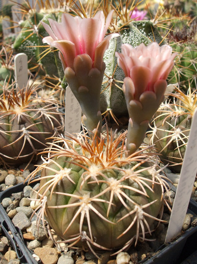 DSCF8255 - CACTUSI SI FLORI