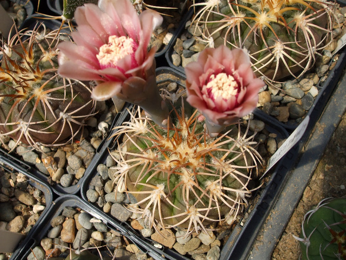 DSCF8256 - CACTUSI SI FLORI