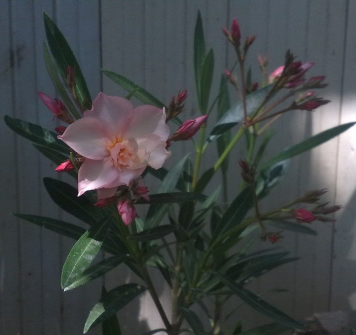 Apricot Queen - Leandrii mei