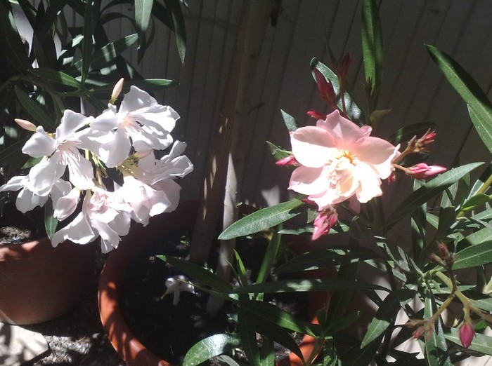 Apricot Queen si Alsace - Leandrii mei