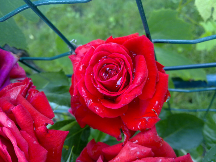 detaliu - dupa ploaie