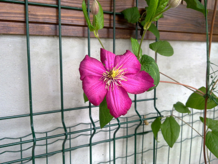 una dintre clematite