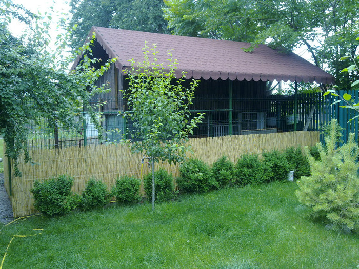 cotet de 5 * si buxus - VARA 2011