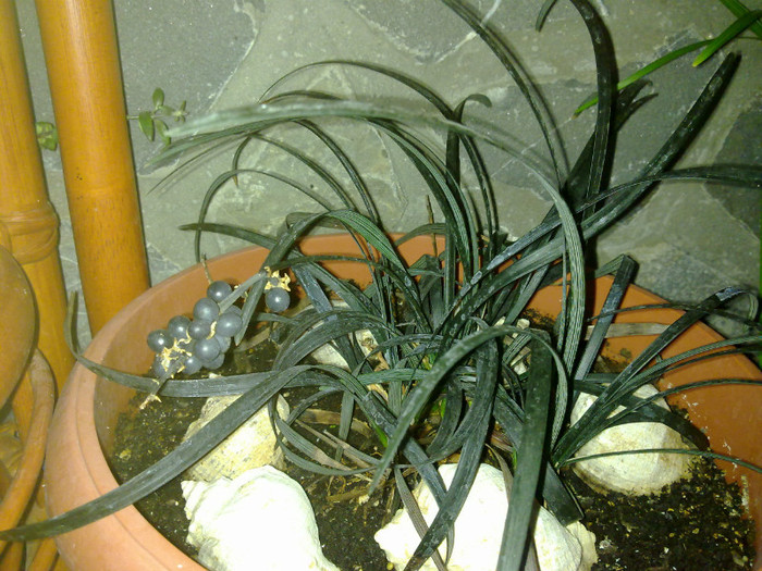 Ophiopogon Planiscapus Nigres - TERASA 2011