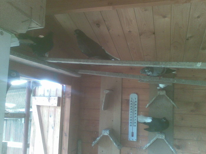 16062011(009) - CAFENII