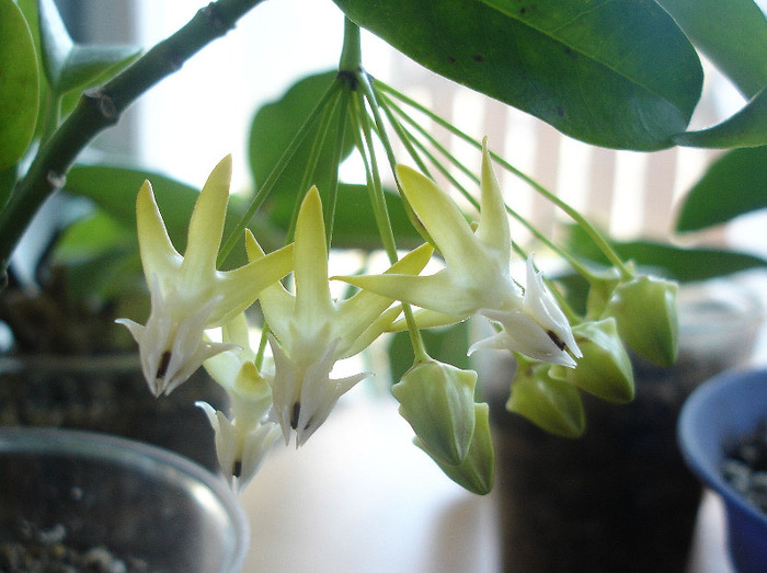 16.06.11 - Hoya Multiflora