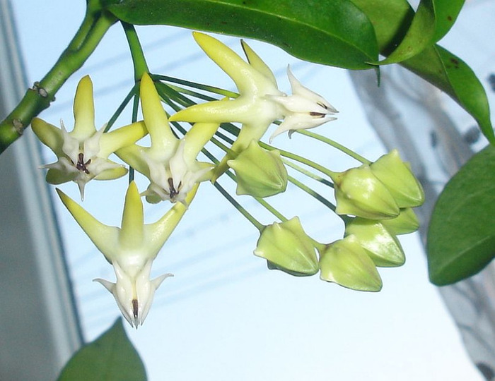 16.06.11 - Hoya Multiflora