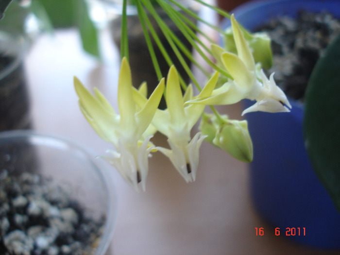 16.06.11 - Hoya Multiflora