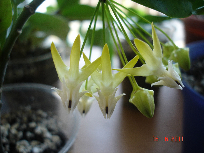 16.06.11 - Hoya Multiflora