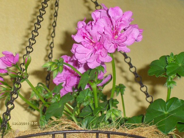 muscata curgatoare - 06_IUNIE