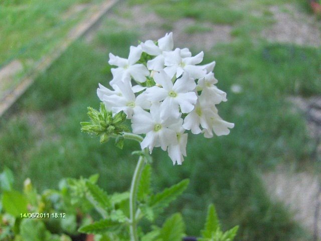 verbina - prima inflorire