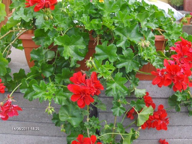 muscata curgatoare; a crescut mareeee !
