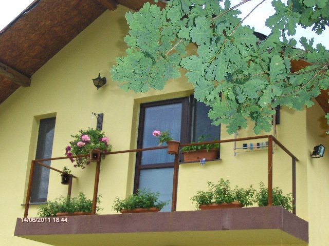 flori la balcoane