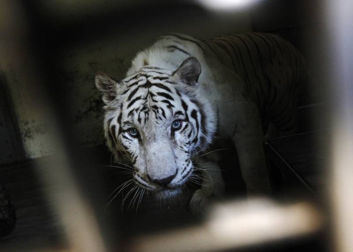 0-202271-tigru_ece7b927f0