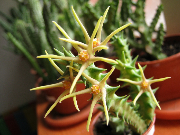 Orbea wissmannii.Yemen (1)