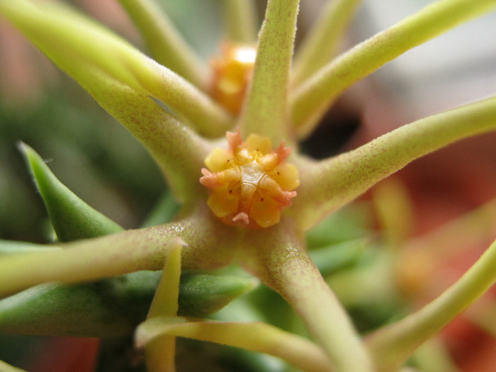 Orbea wissmannii.Yemen (5)