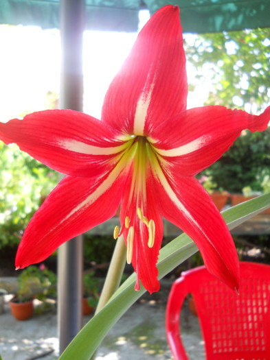 crin amarilis - A12vara2011