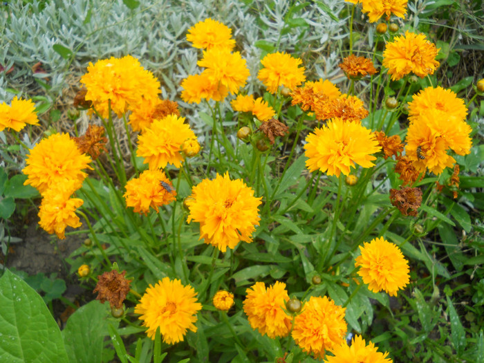 heliopsis - A12vara2011
