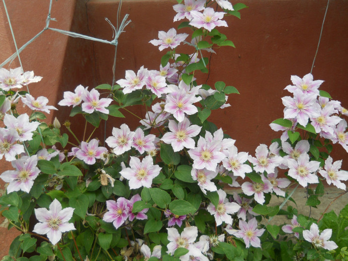 clematita pilu - A12vara2011