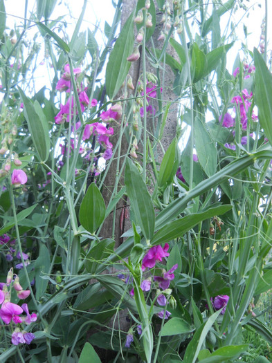 sangele voinicului