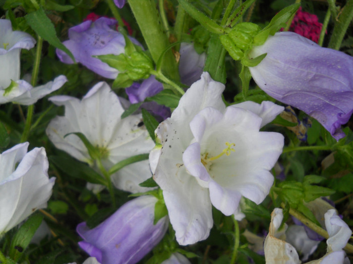 campanula de gradina