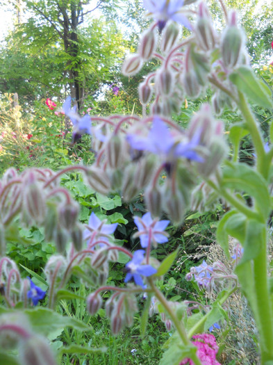 limba mielului-borago officinalis-echium amoenum