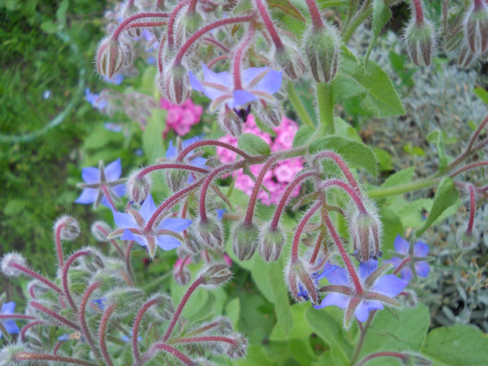 limba mielului