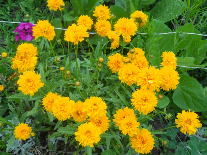 heliopsis-scabra
