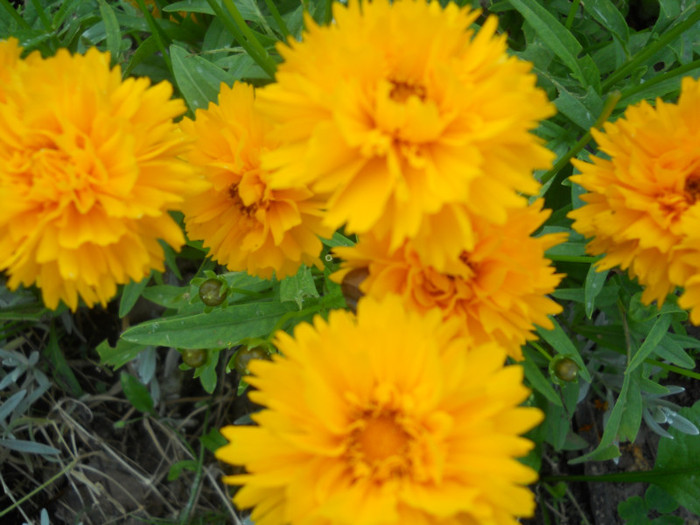 heliopsis - A12vara2011