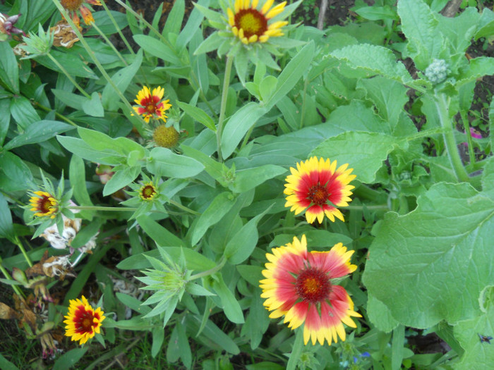 gaillardia - A12vara2011