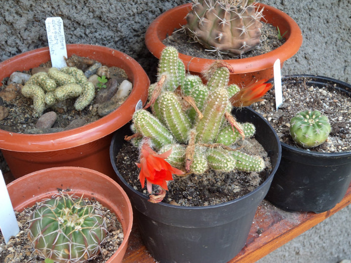 DSC00013 - Cactusi si suculente 2011