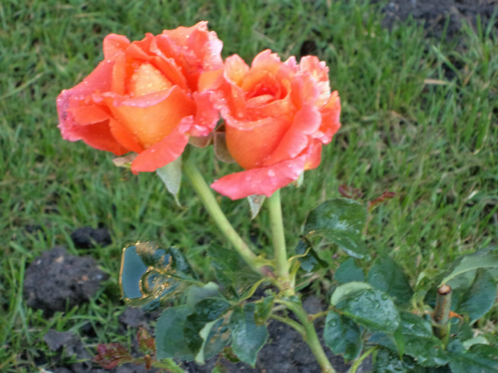 DSC00042 - Trandafiri 2011