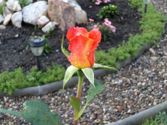 DSC00067 - Trandafiri 2011