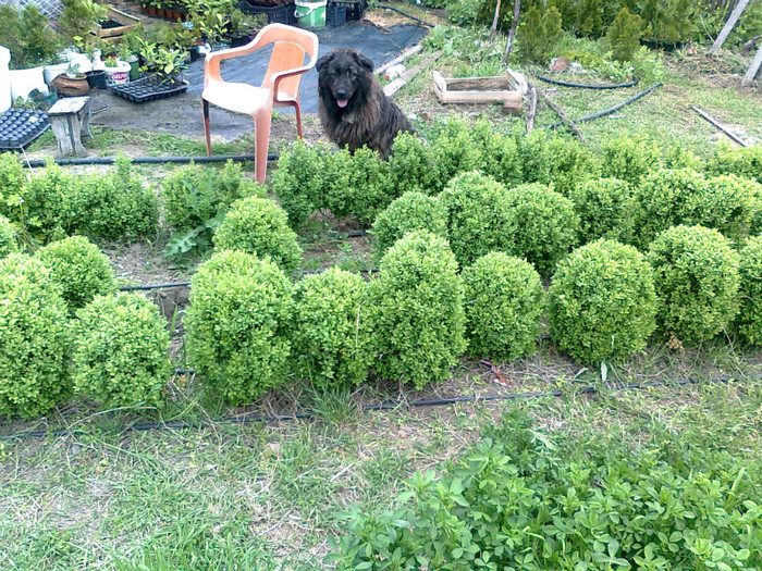 Fotografie0588; luna
